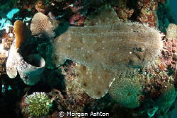 Wobbegong Wedged in Coral by Morgan Ashton 